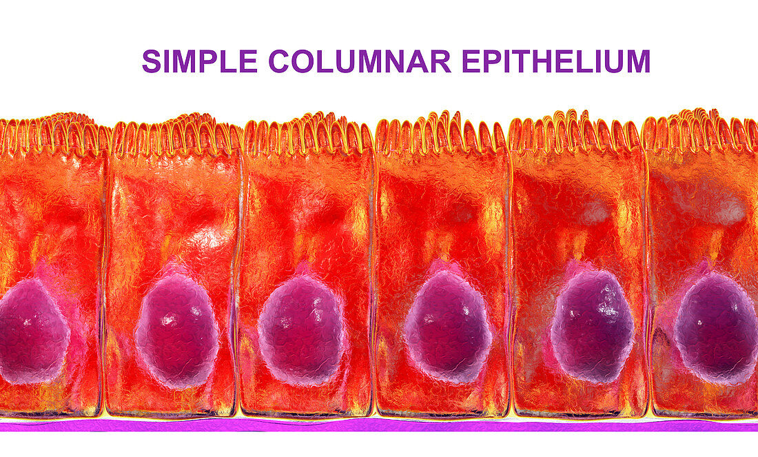 Simple columnar epithelium, illustration
