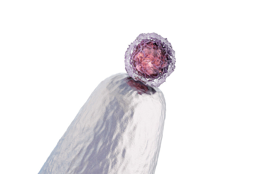 Human embryonic stem cell on a pin tip, conceptual illustrat