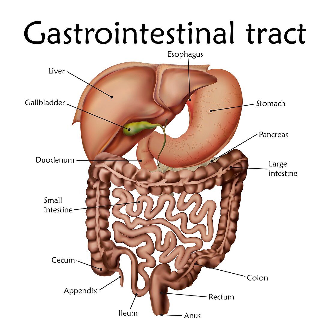 Gastrointestinal tract, illustration