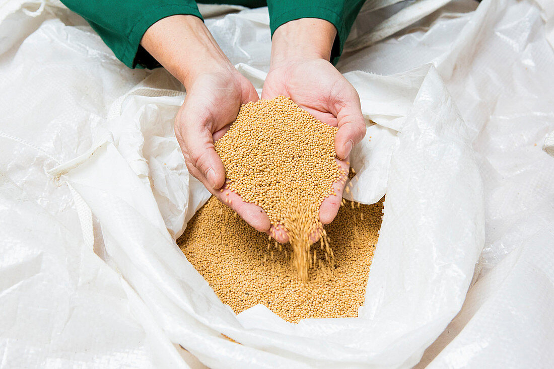 Hands scooping mustard seeds from a plastic sack