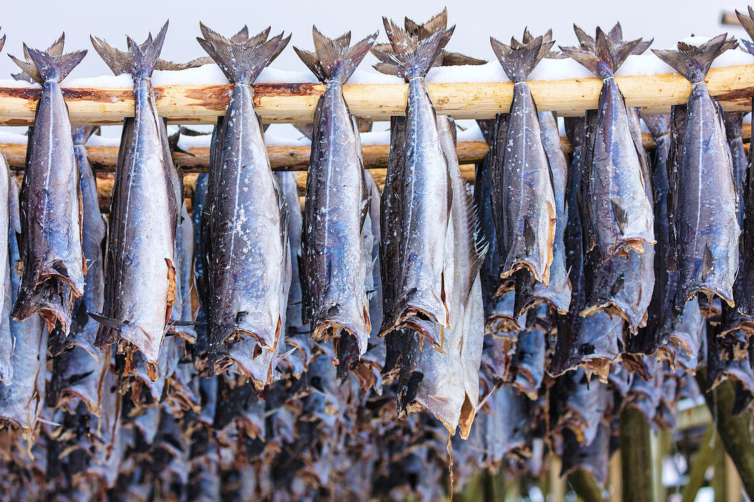 Stockfische auf Holzgestell (Lofoten-Inseln, Norwegen)
