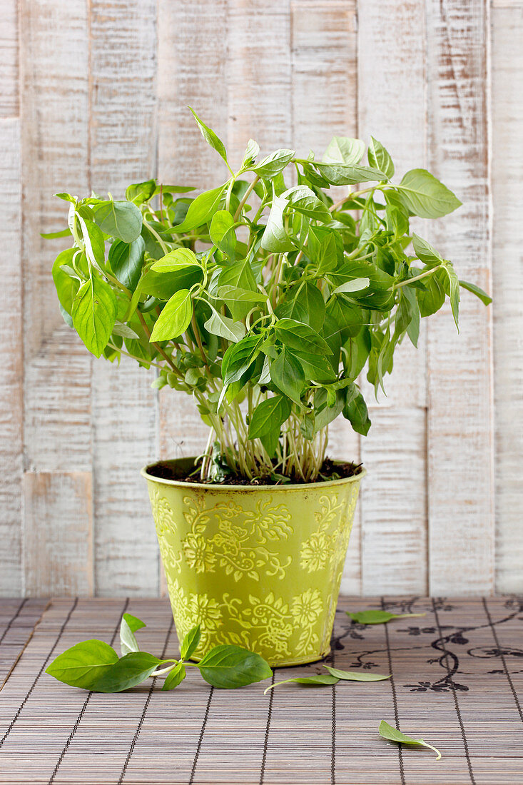 Fresh Thai basil in a pot