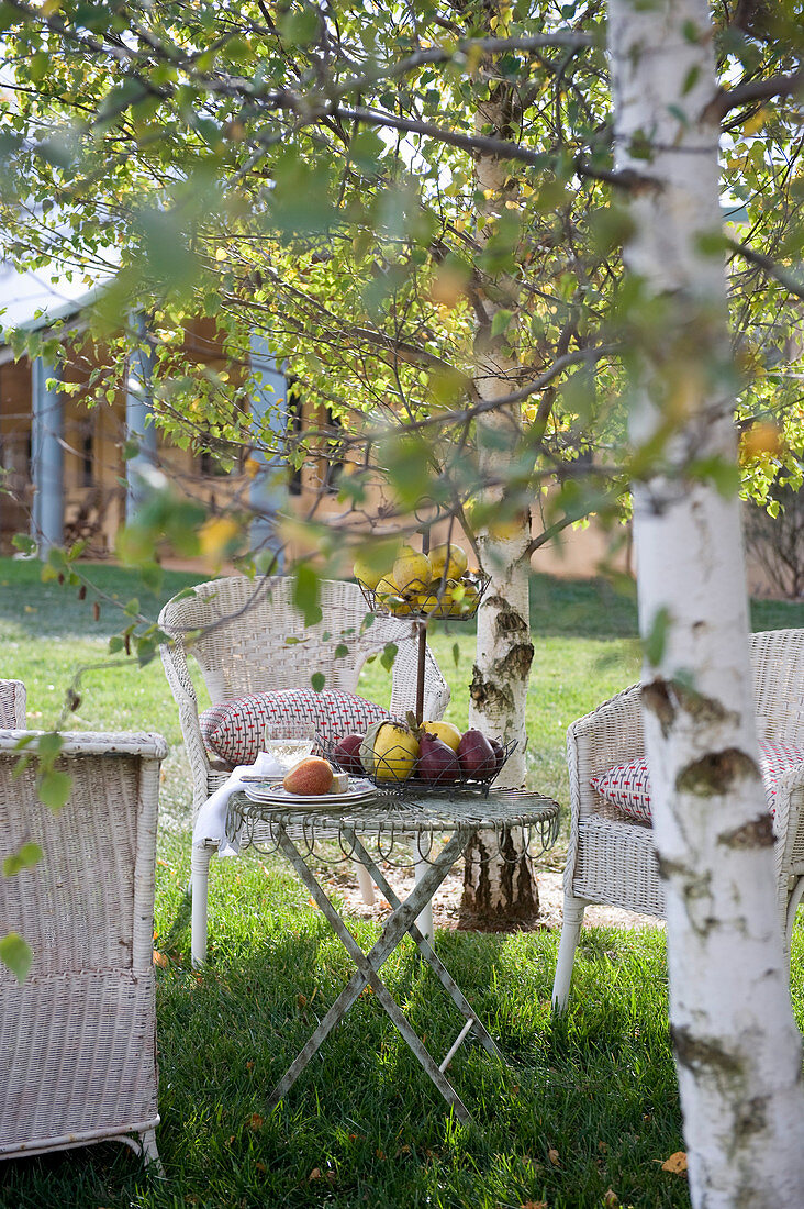 White wicker chairs in seating area on lawn amongst silver birches