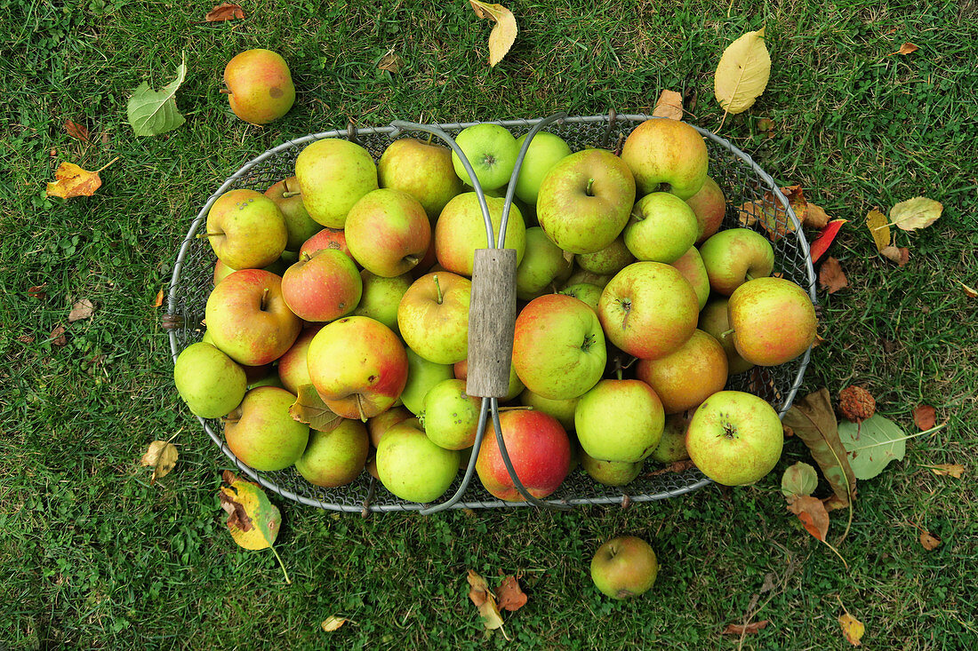 Äpfel im Drahtkorb auf der Wiese