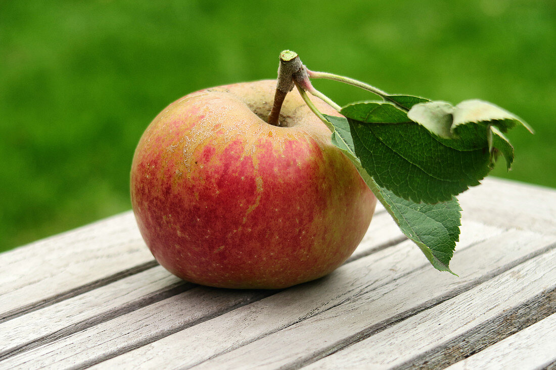 Apple with stalk and leaves