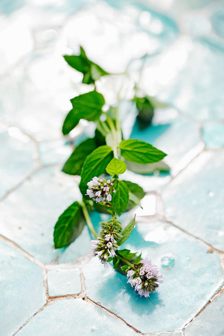 Fresh mint with flowers