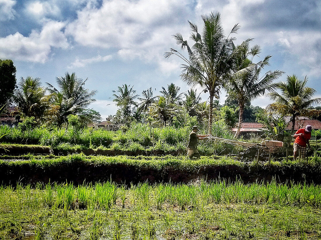 Balinese farmers ploughing rice paddies with a motorised plough