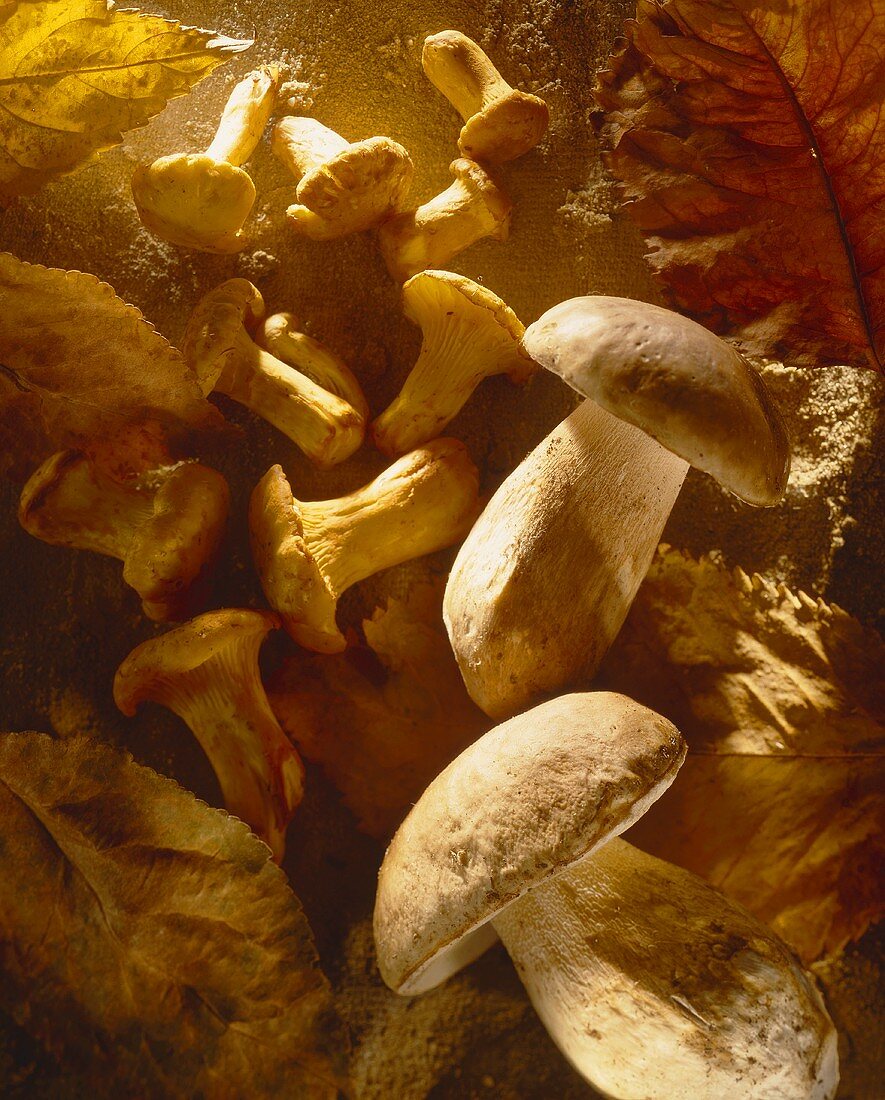 Still Life of Many Assorted Mushrooms