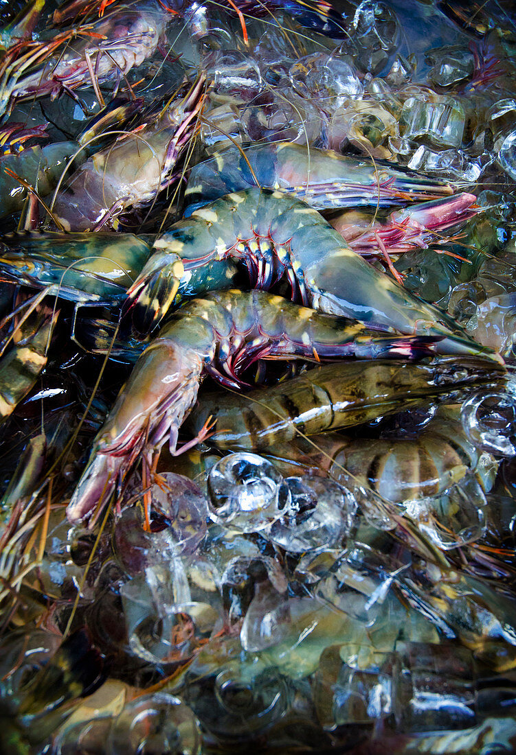 A close up of raw brightly colored tiger prawns at a market in Bali