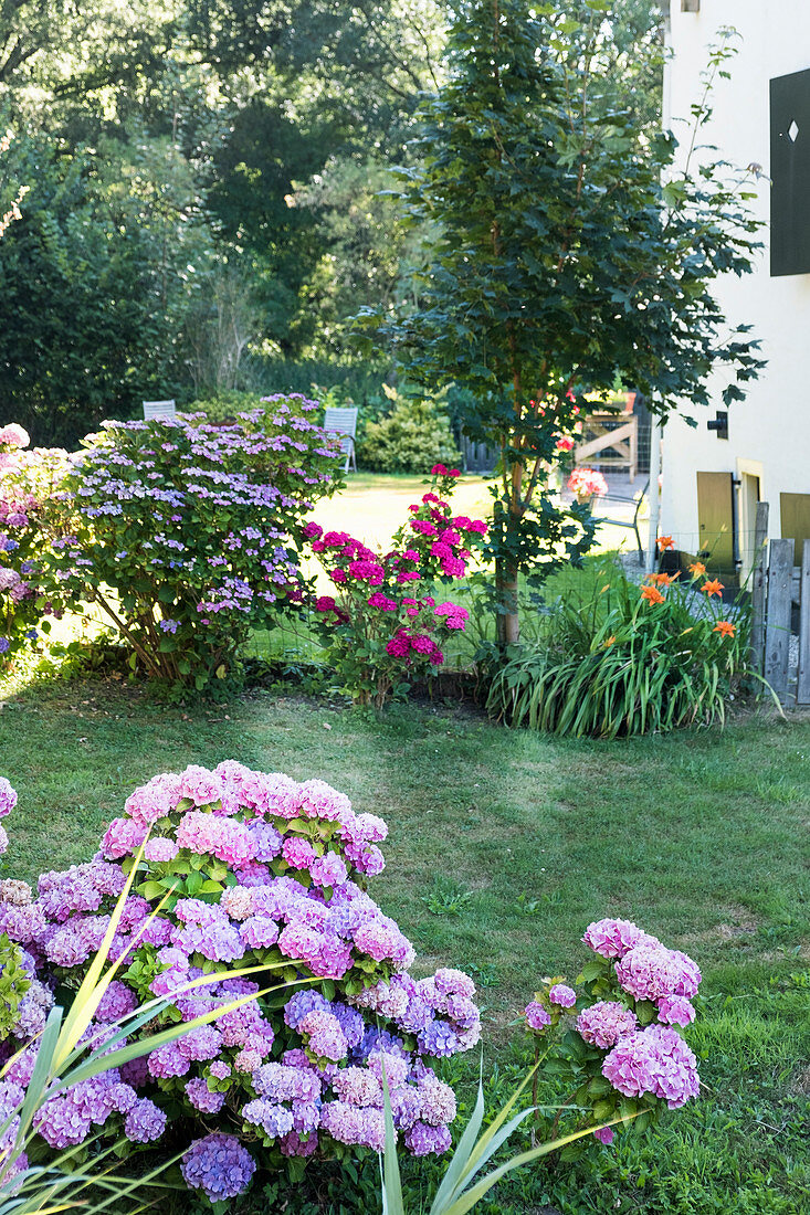 Flowering hydrangeas and summer flowers in garden
