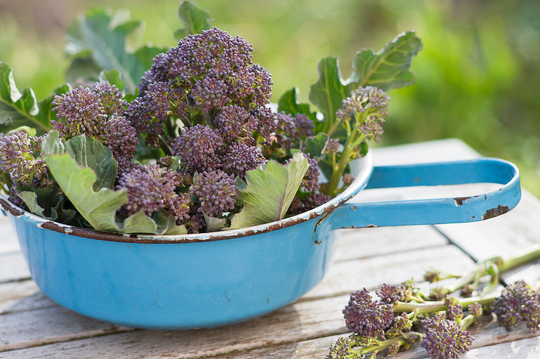 Freshly Picked, Purple Sprouts Broccoli In A Colander
