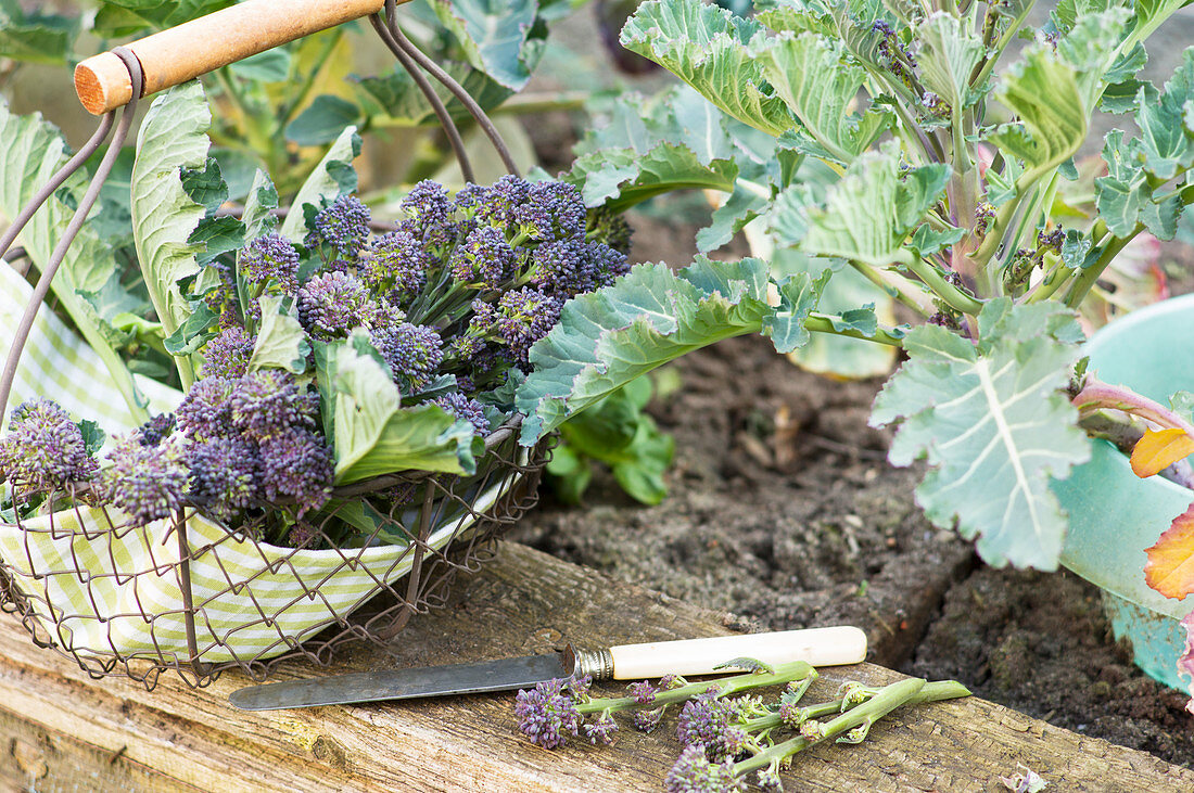 Frisch geernteter, violetter Sprossen-Brokkoli in einem Sieb am Hochbeet