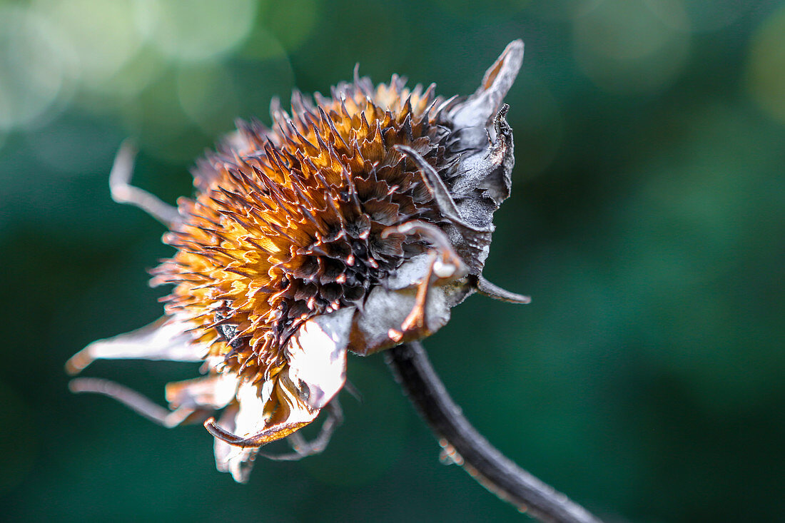 Sonnenblume im Herbst