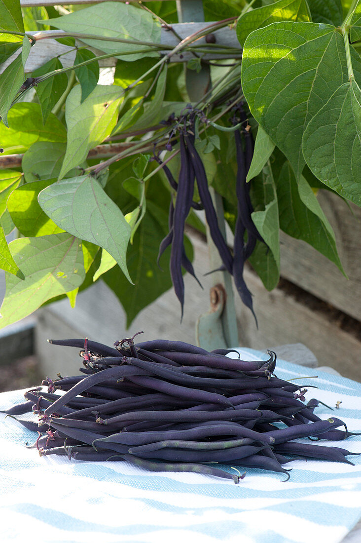 Freshly picked purple bush beans 'Amethyst'