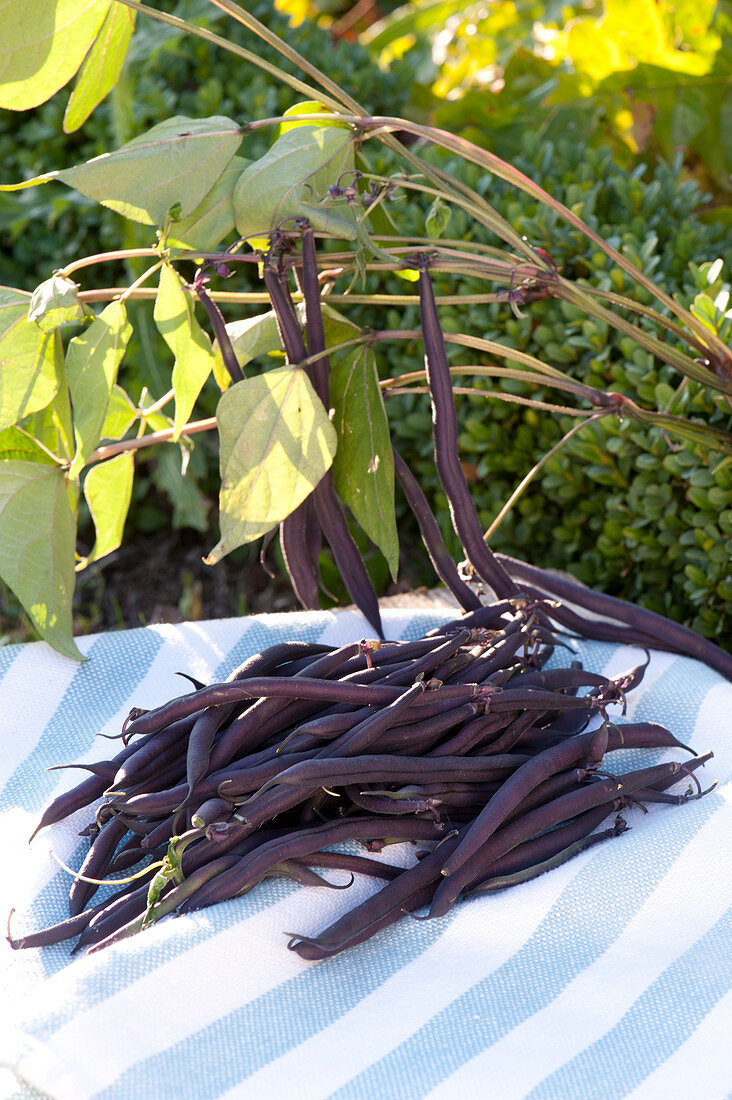 Freshly picked purple bush beans 'Amethyst'