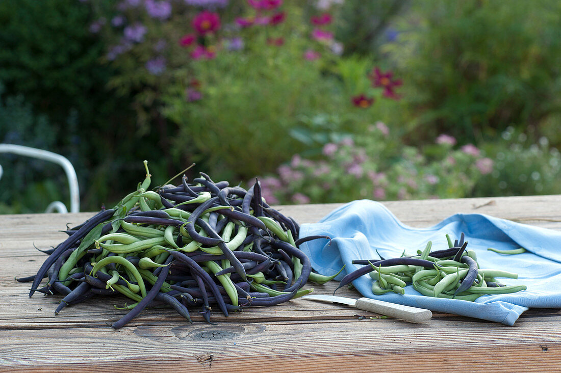 Freshly picked bush beans to clean on a patio table