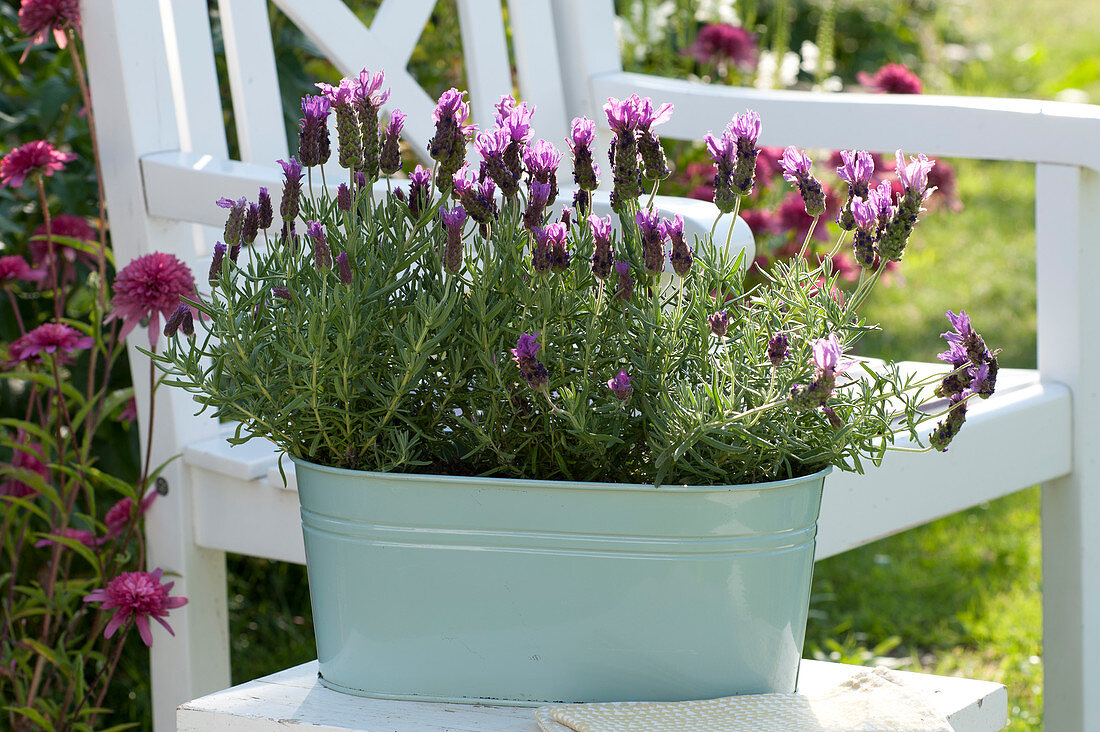 Crested lavender 'Otto Quast' in sheet jardiniere