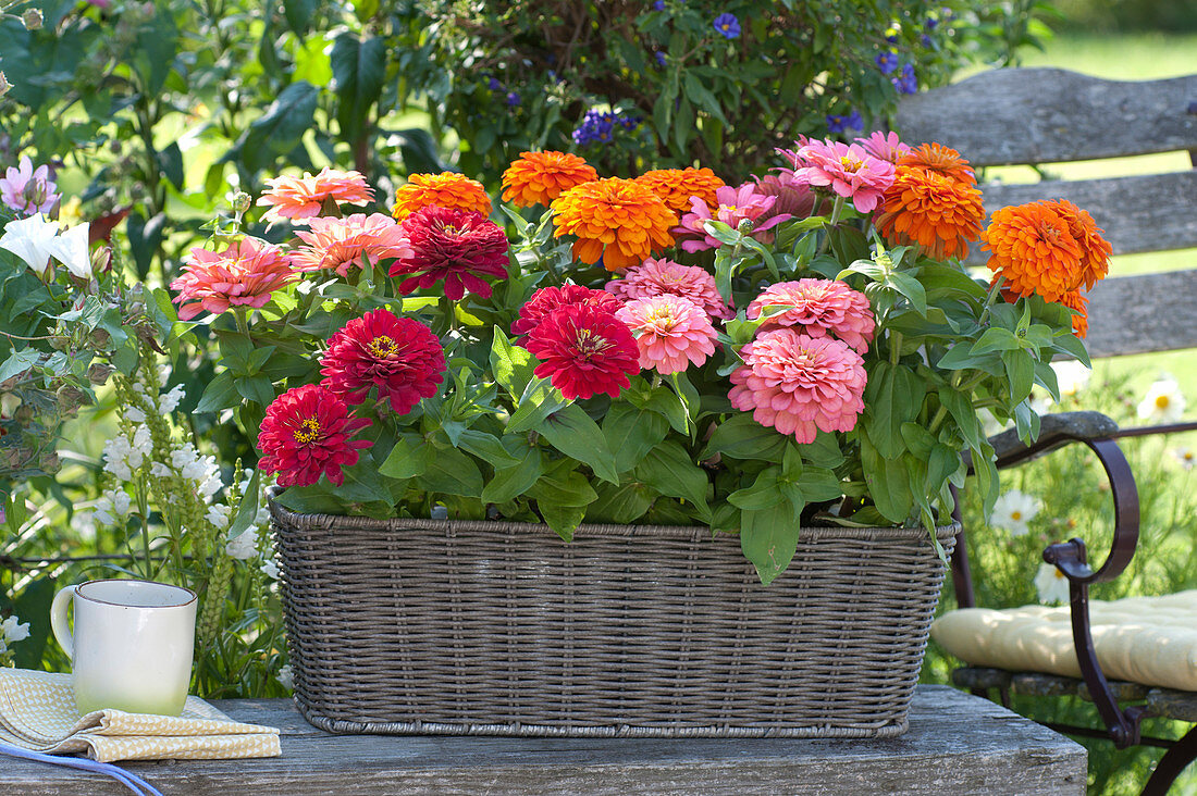 Mix of dahlia flowered zinnias in a basket