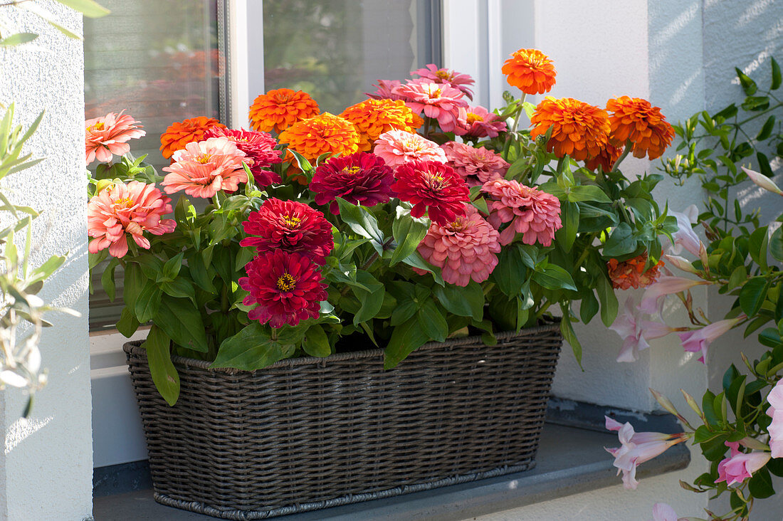 Mix aus dahlienblütigen Zinnien im Korbkasten am Fenster