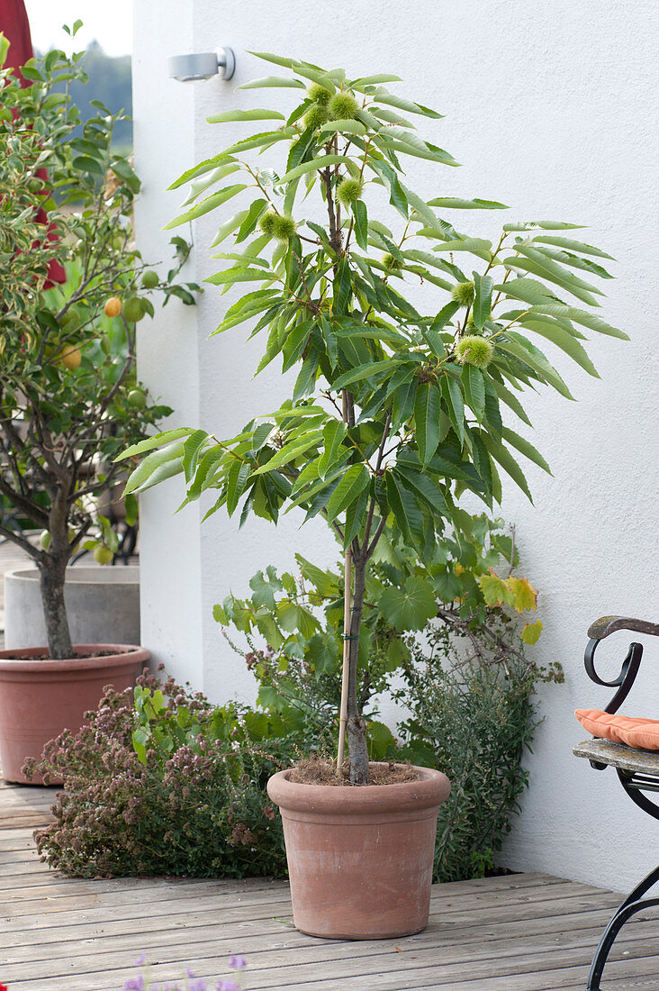 Chestnut, chestnut in terracotta tubs