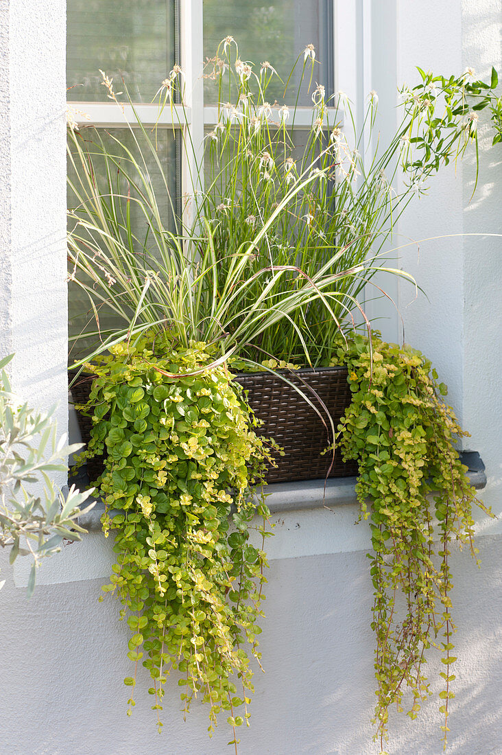 Box of moisture-loving plants by the window