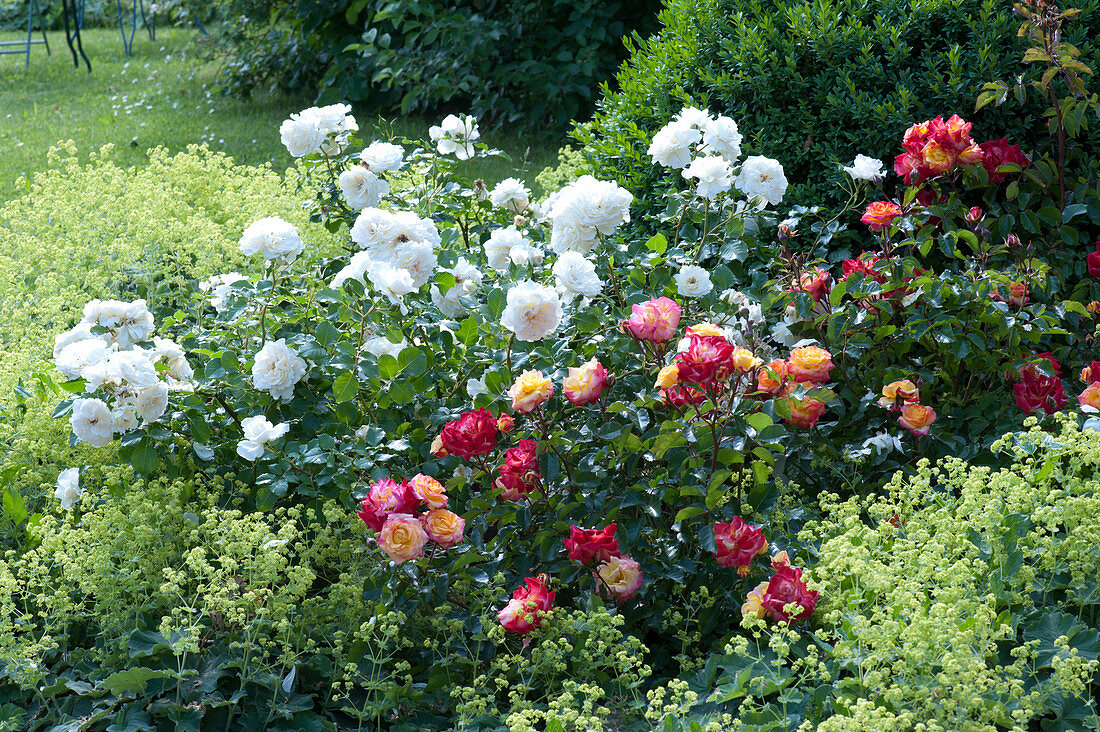 Roses with lady's mantle and boxwood in the flower bed