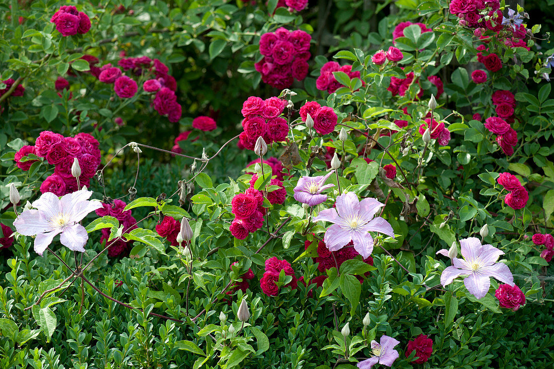 Rambler rose 'Super Excelsa' with clematis hybrid 'Perle d Azur'