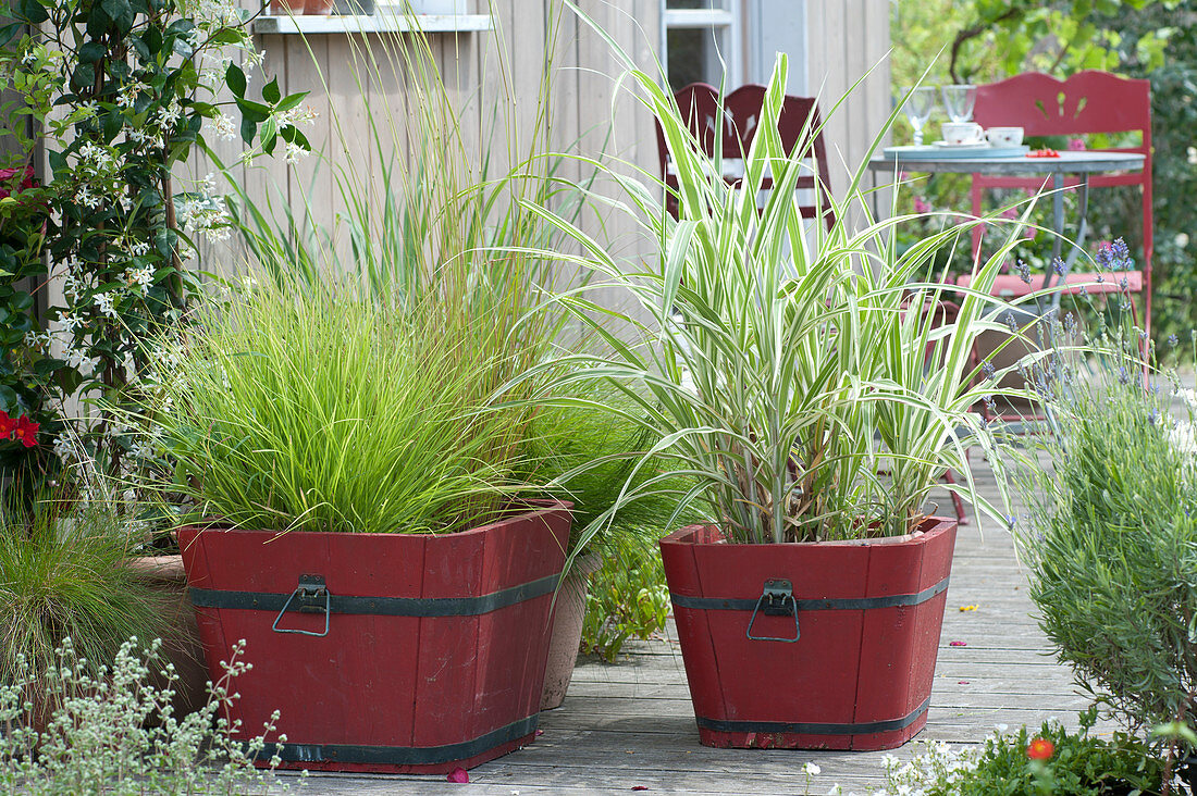 Grass arrangement in red wooden tubs