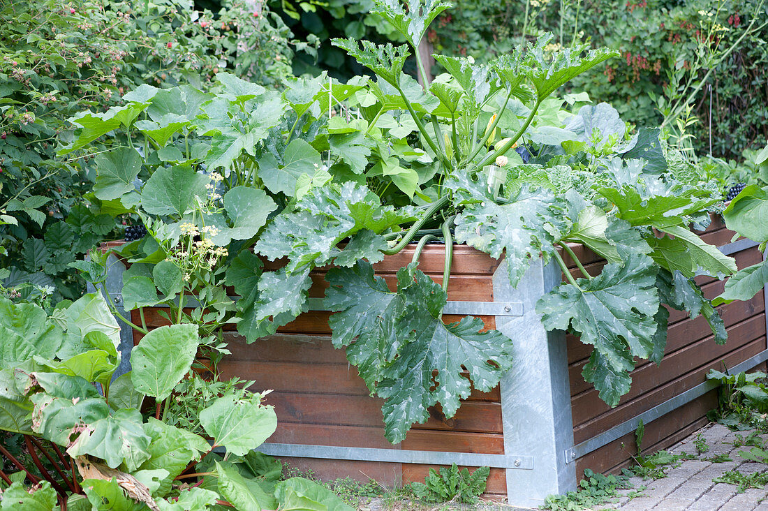 Raised bed with zucchini and pumpkin