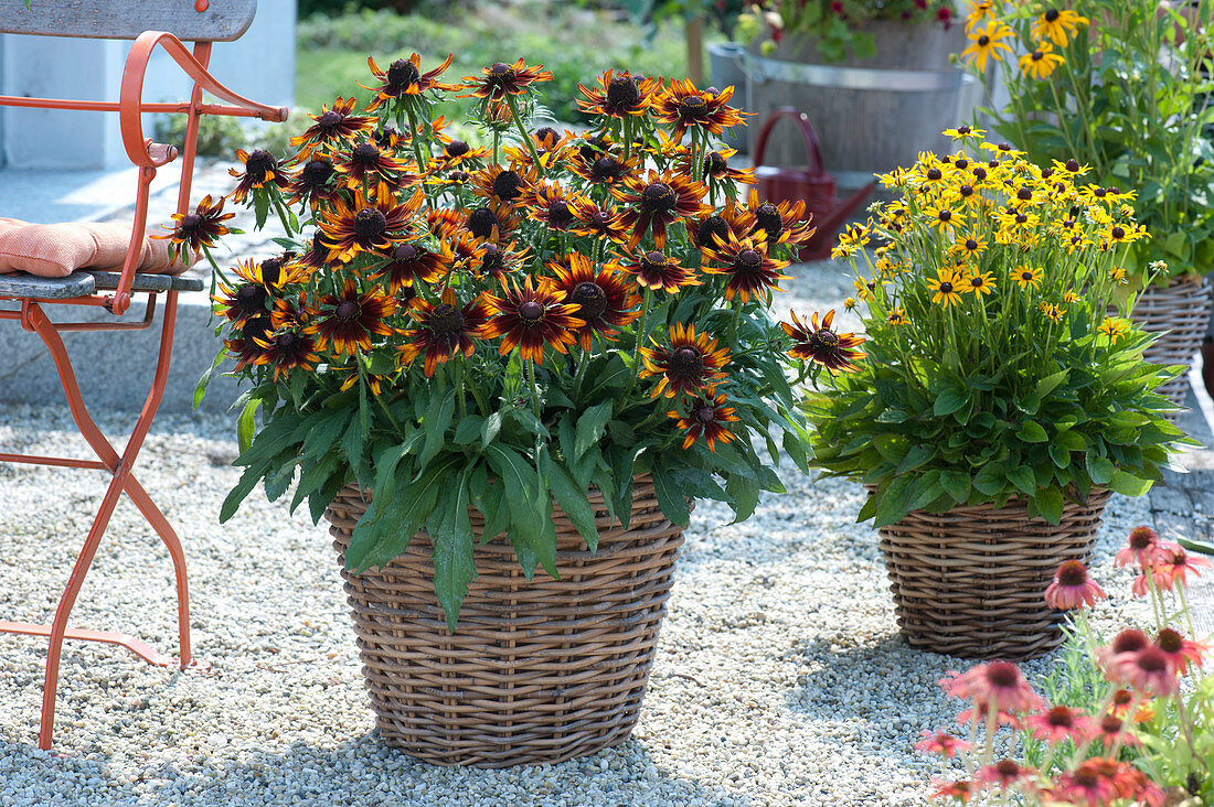 Coneflower Summerina 'Orange' and 'Little Goldstar' in baskets