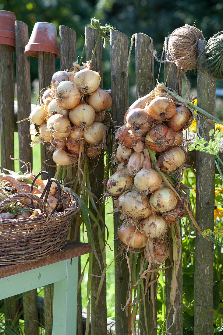 Onion braids hung on the fence to dry