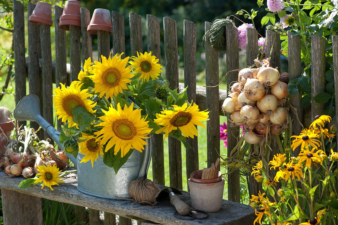 Bouquet of sunflowers in a watering can