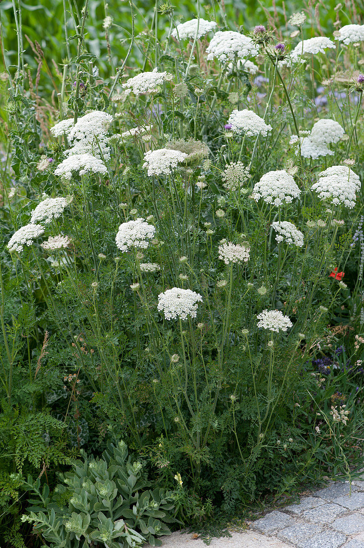 Wild carrot in the natural garden