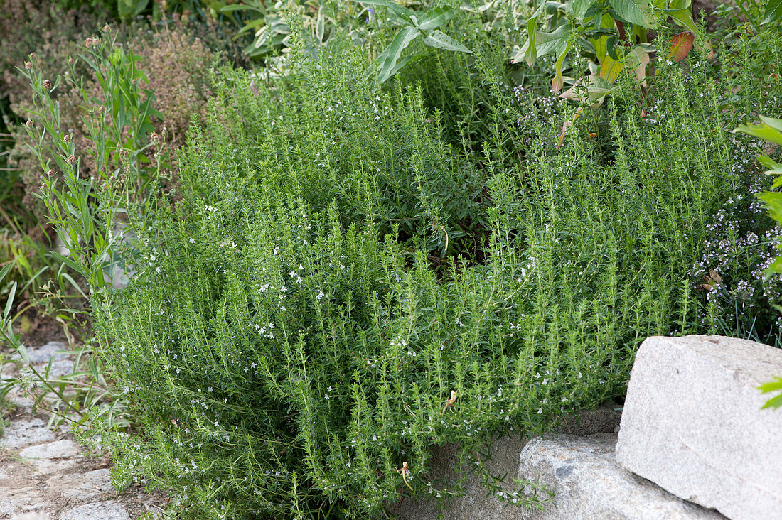 Flowering mountain savory