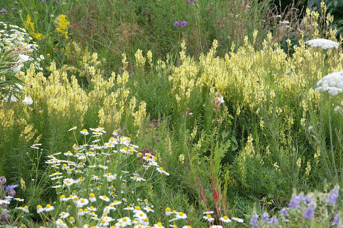 Naturgarten mit gelbem Leinkraut und Kamille