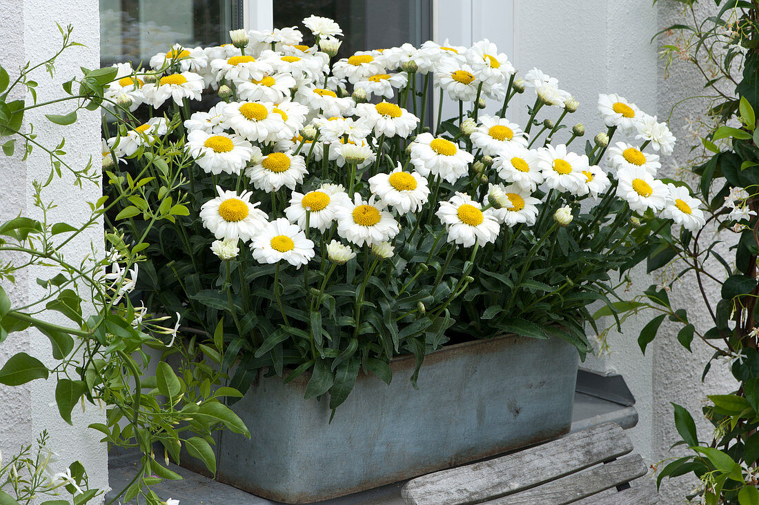 Summer daisies 'Victorian Secret' in box by the window