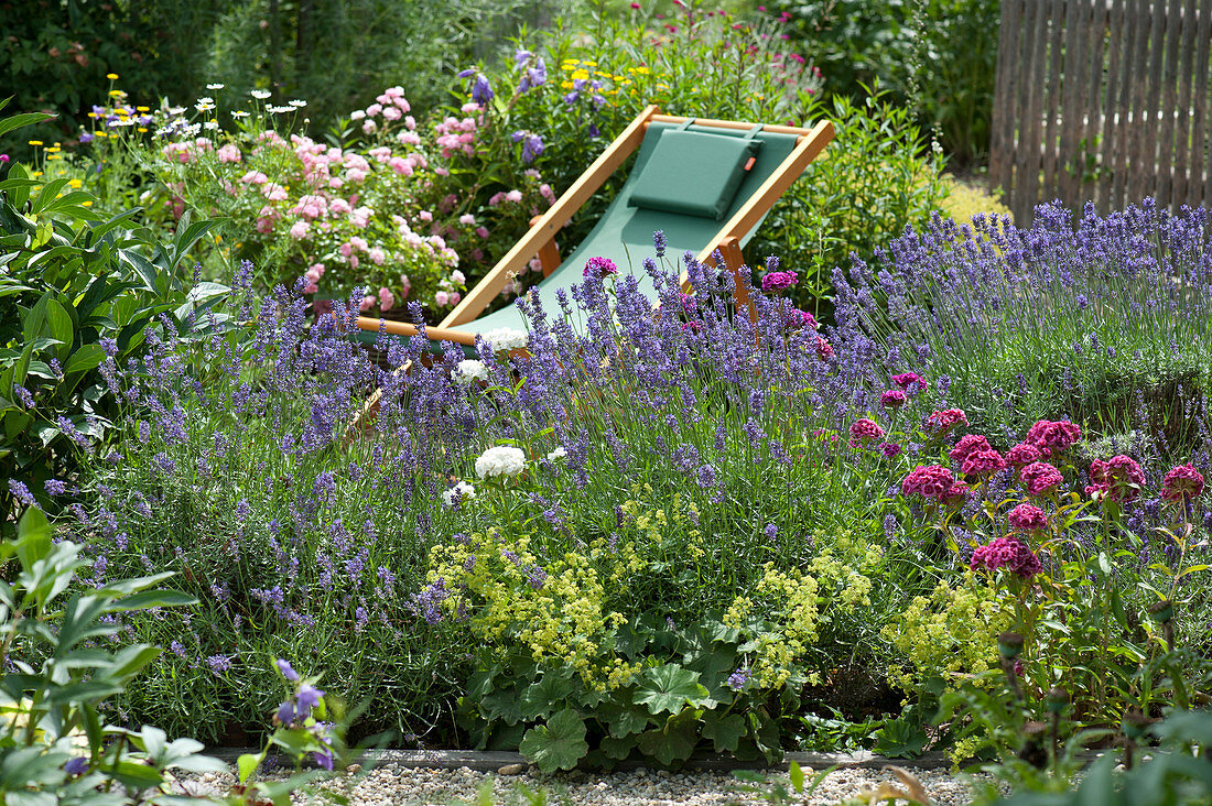 Deck chair in the garden between lavender and roses