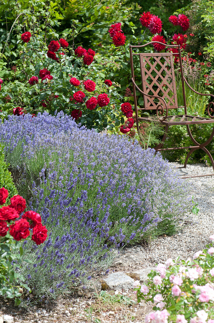 Beet mit Lavendel 'Hidcote Blue' und roten Rosen 'Till Eulenspiegel'