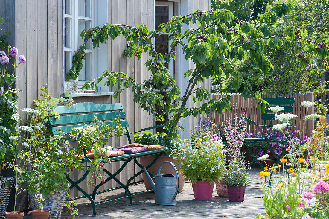 Terrasse mit Kirschbaum und Himbeere