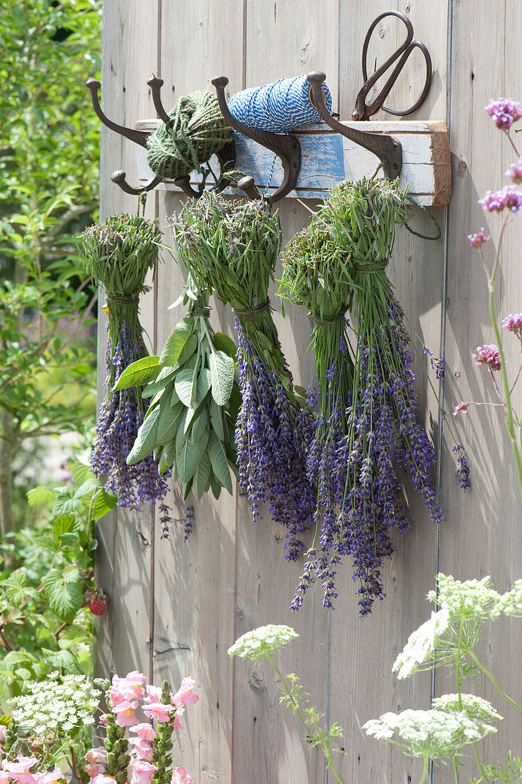 Lavender and sage hung up to dry