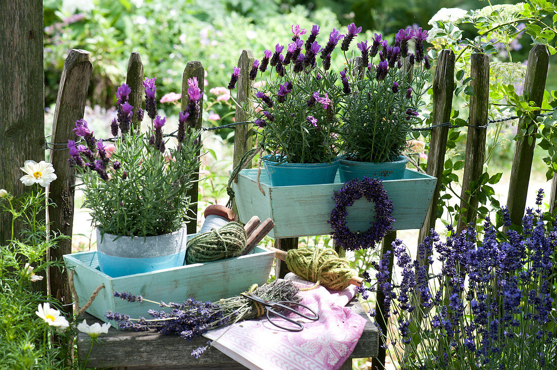 Crested lavender 'Otto Quast' with lavender wreaths on the garden fence