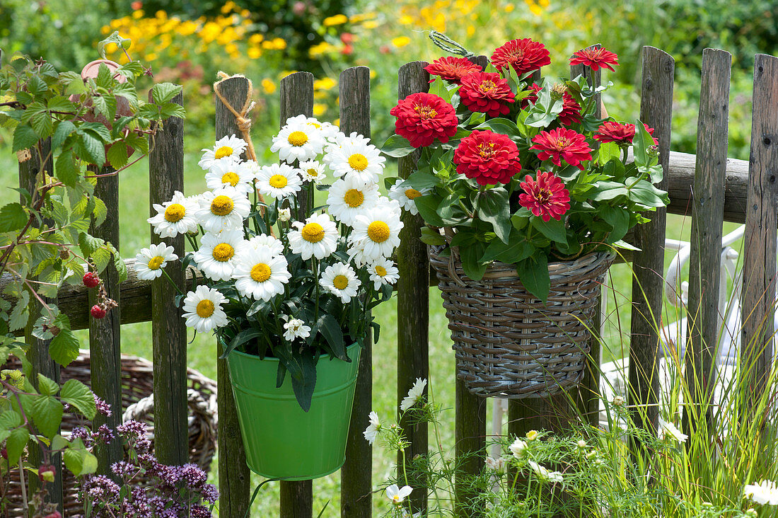 Summer daisies 'Victorian Secret' and zinnia hanged on garden fence
