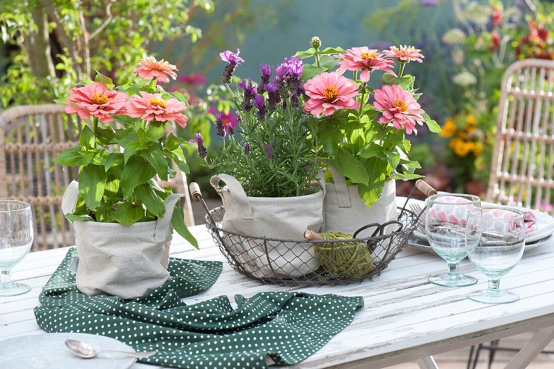 Töpfe mit Zinnien und Lavendel in Stoffsäckchen als Tischdeko