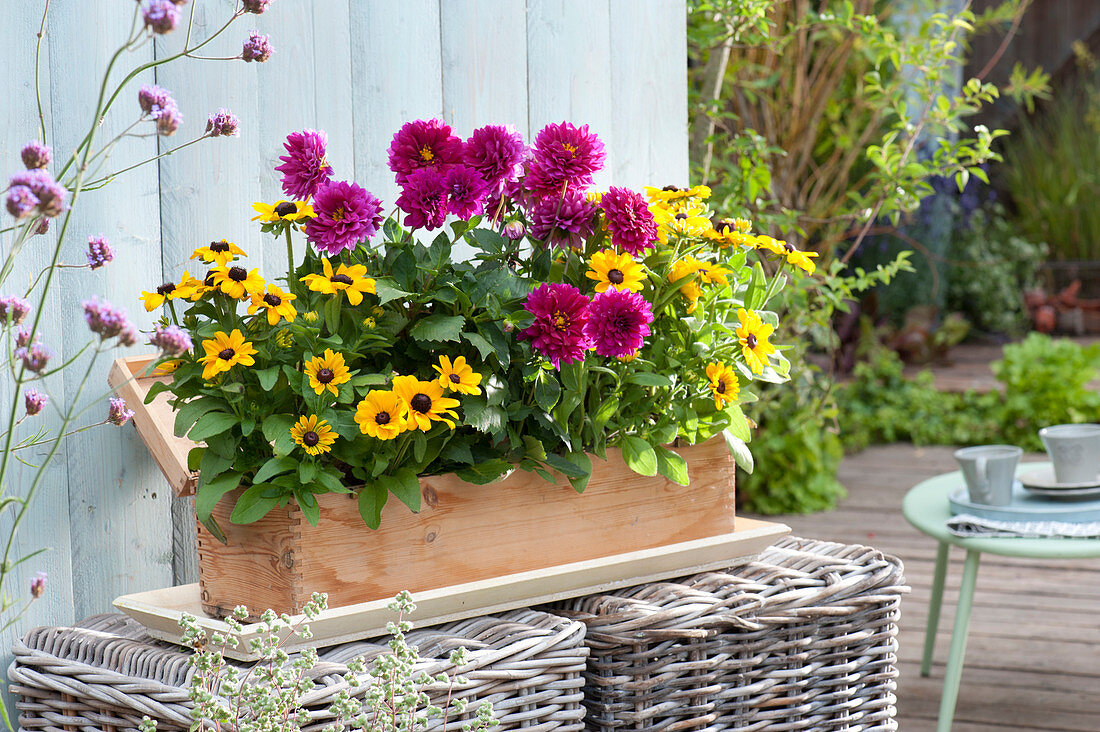 Wooden box planted with coneflower and dahlias