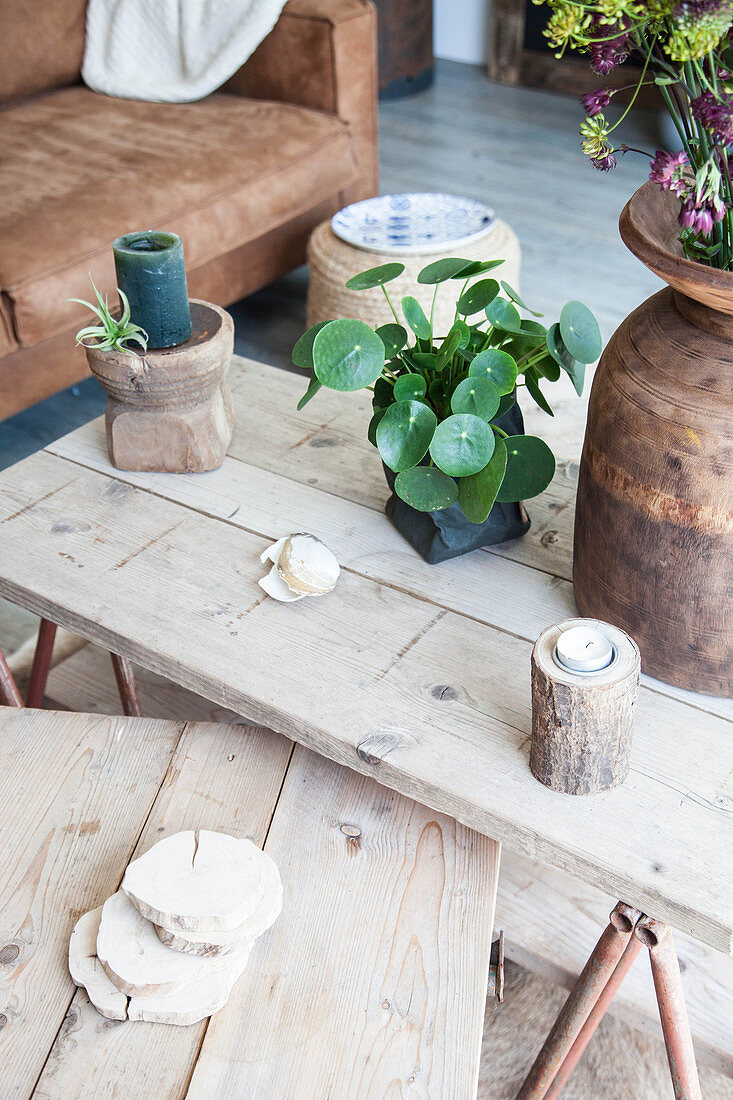 Chinese money plant on rustic coffee table in living room