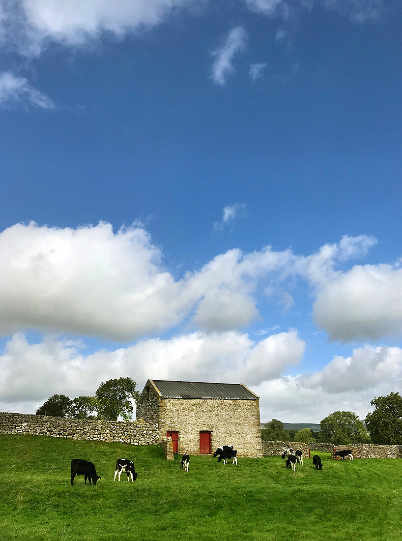 Cows in meadow