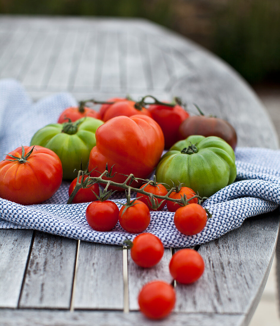 Various tomatoes on a wooden garden table