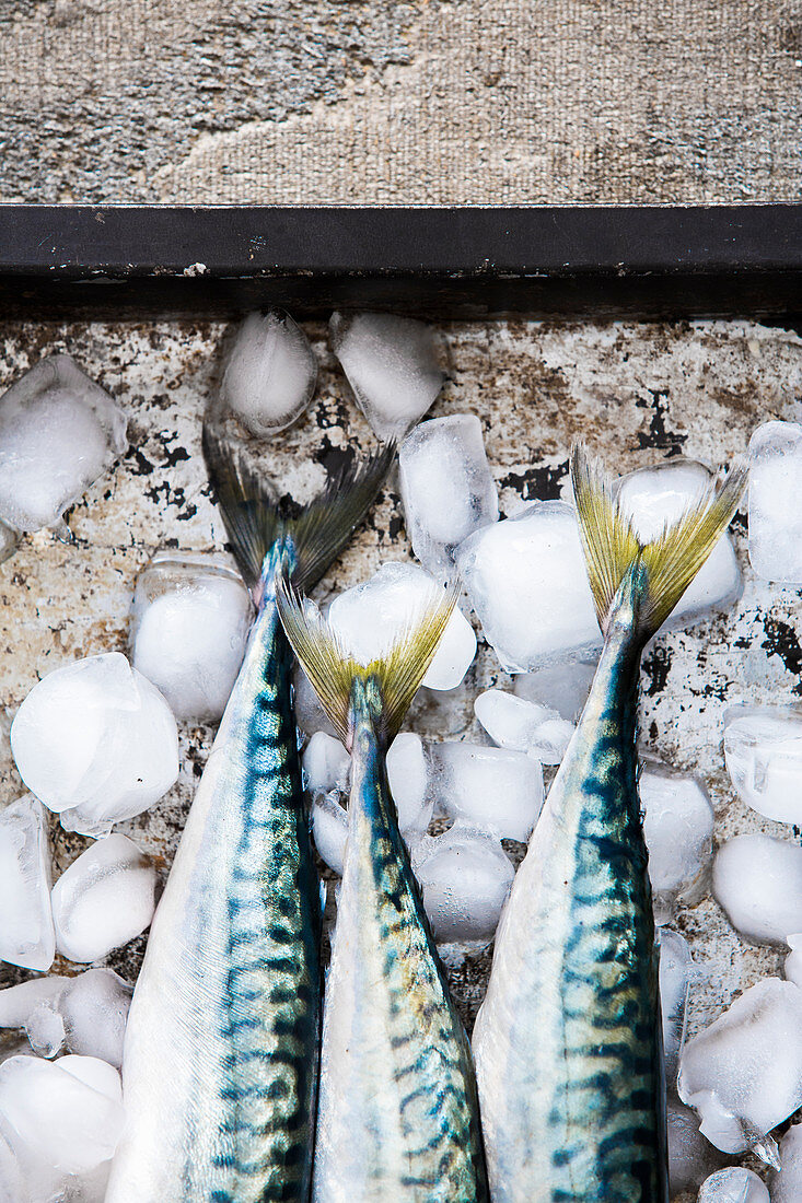 Three fresh mackerel (detail) on ice