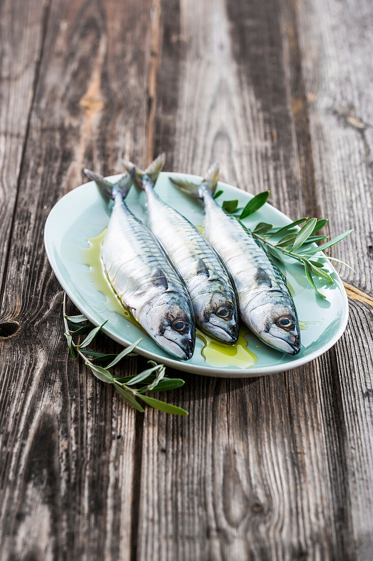 Three fresh mackerel with olive oil and olive sprigs on a plate