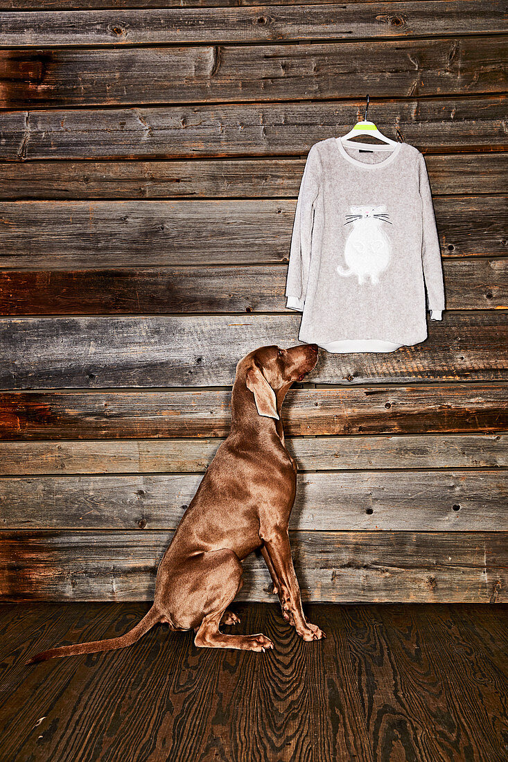 Oversize-Pullover mit Katzenmotivan Holzwand hängend, davor Hund